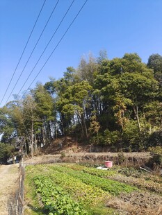 菜地摄影