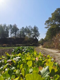 山间小路