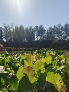 蓝天菜地美景