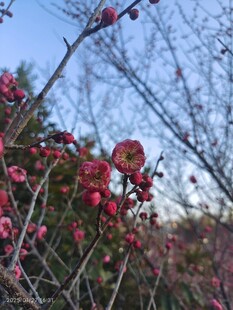 梅花