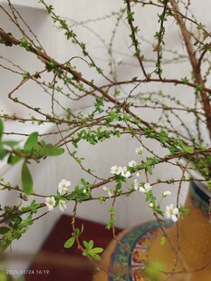 雪柳开花