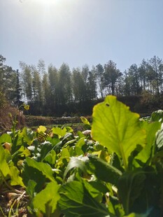 菜地风景