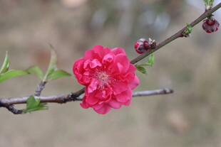 桃花