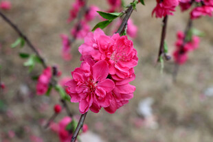 桃花盛开