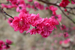 桃花盛开