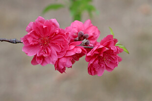 桃花