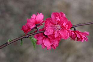 桃花