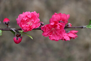 桃花盛开