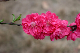 桃花盛开