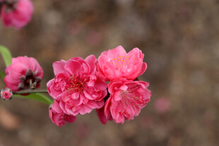 桃花盛开