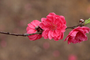 桃花