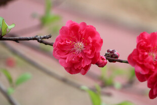 桃花