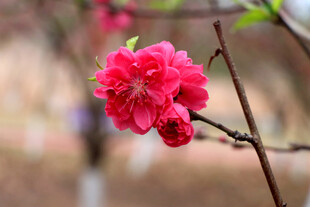 桃花