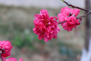 桃花