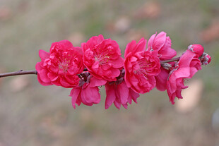 桃花枝