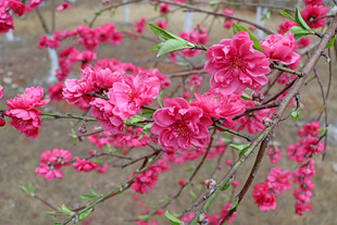 桃花盛开