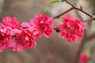桃花盛开
