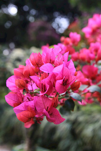 仙湖 植物园 鲜花