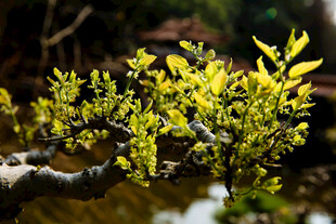 仙湖 植物园 嫩叶