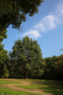 仙湖 植物园 榕树
