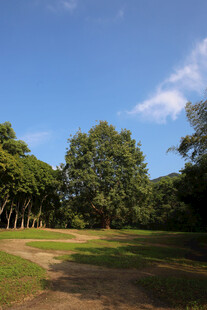 仙湖 植物园 榕树