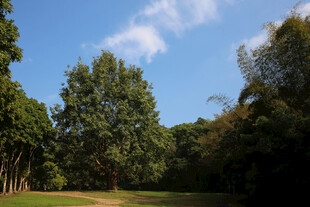 仙湖 植物园 榕树