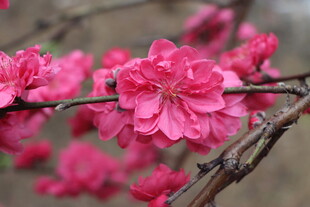 桃花