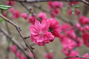 桃花