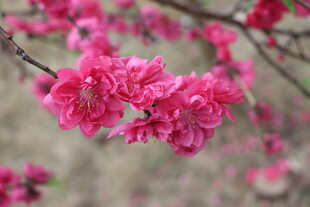 桃花