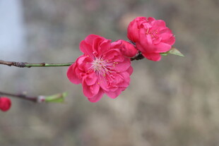 桃花