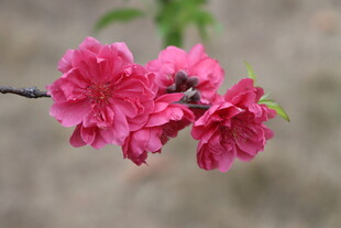 桃花
