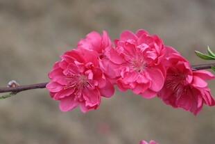 桃花