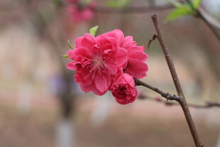 桃花