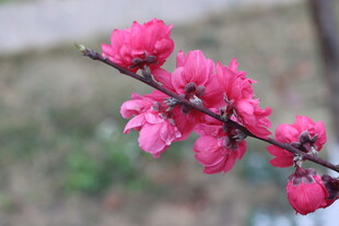 桃花