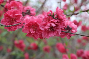 桃花