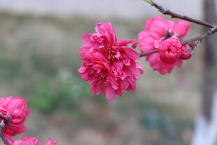 桃花