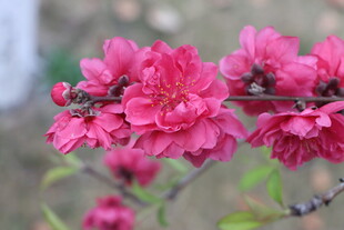桃花