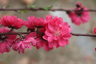 桃花