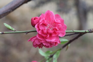 桃花