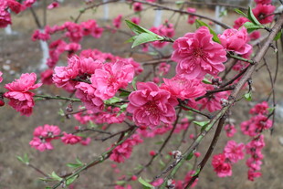桃花