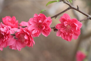 桃花