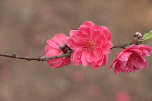 桃花