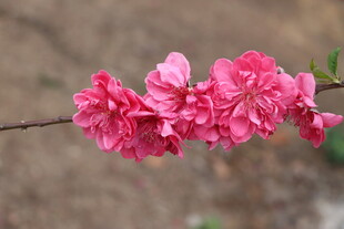 桃花