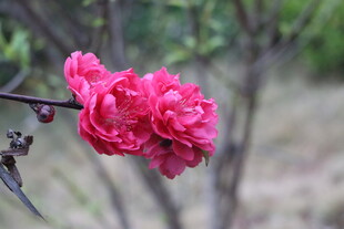 桃花