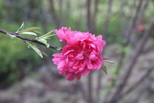 桃花
