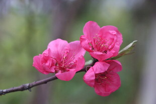 桃花