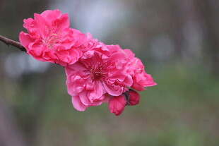 桃花盛开