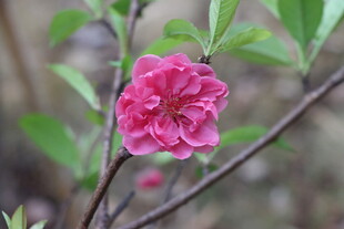 桃花
