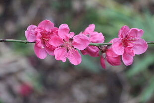 桃花
