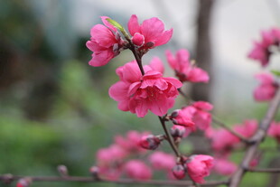 桃花盛开